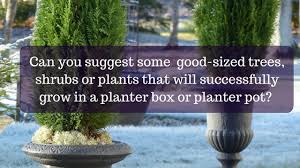 Ask A Gardener Trees And Shrubs For
