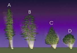 Low Voltage Uplighting Of Trees Read