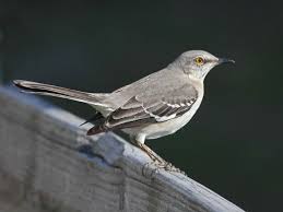 Back Yard Birds Of Western North Carolina Owlcation