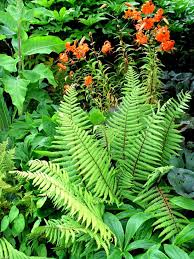 Ways To Decorate With Ferns