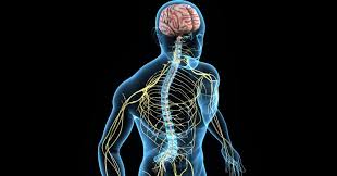 Rdzeń kręgowy — część układu nerwowegoośrodkowego; Osrodkowy Uklad Nerwowy Oun Budowa Funkcje