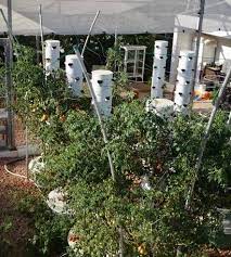 tower garden tomatoes aeroponic