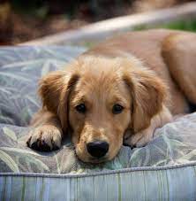 This dog was bred as a hunting breed well suited to chilly water, in order to retrieve game. Pictures Of Golden Retrievers Golden Retriever Photo Gallery