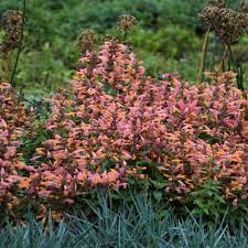 Hummingbird Flowers The 24 Best