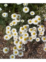 Anthemis punctata cupaniana - The Beth Chatto Gardens