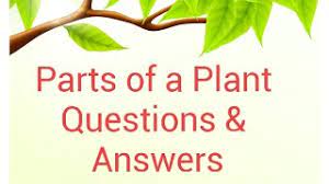 A lot of individuals admittedly had a hard t. Parts Of The Plant Questions Answers Plant Quiz For Kids Questions About Functions Of Parts Youtube