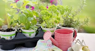 Sunroom Gardening How To Plant An Herb