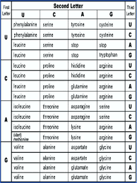 Amino Acid Sequence Chart 15 Application Letter