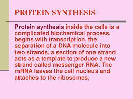 PROTEIN SYNTHESIS. - ppt download