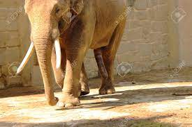 Un Gran Pene De Elefante Asiático. Elefante Caminando Con Erección En El  Parque. Tiene Colmillos Blancos De Elefante Fotos, retratos, imágenes y  fotografía de archivo libres de derecho. Image 111918599