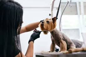 how much is dog grooming understanding