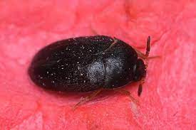black beetles 101 naturallist