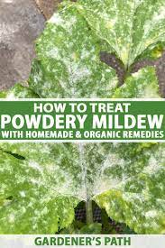how to treat powdery mildew using