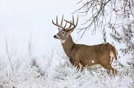 deer stock photos images royalty