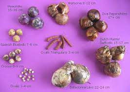 It is also very useful as a means to identify different bulbs. Mixed Flower Bulbs Size Comparison Easy To Grow Bulbs Bulb Flowers Easy To Grow Bulbs Plant Flower Bulbs