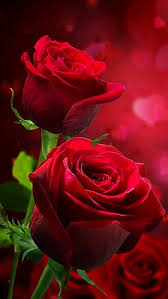 beautiful rose red hd phone wallpaper