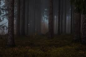 dark forest background images free