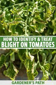 tomato blight treatment and prevention