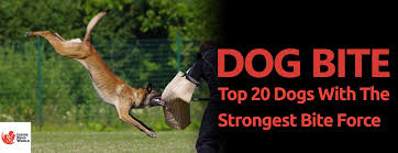 Dog Bite Explained Top 20 Dogs With The Strongest Bite