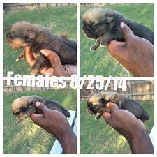 Find your puppy for sale now! Akc Iccf Cane Corso Puppies For Sale In Dallas Texas Classified Americanlisted Com