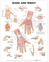 Hand And Wrist Anatomical Chart By Anatomical Chart Company