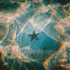nu23 starfish sea beach nature wallpaper