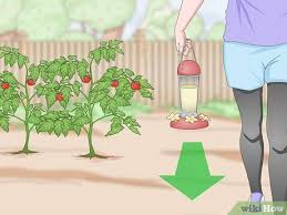 how to keep cats out of a garden 4