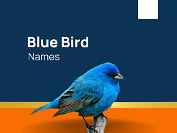 blue bird names for a peaceful avian