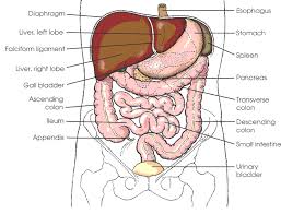 Abdominal Organs Diagram Google Search