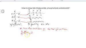 b3 how to draw fats triglyceride