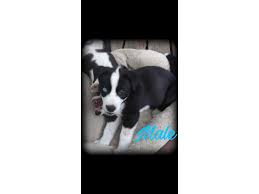 Maybe you would like to learn more about one of these? Pitsky Pups For Sale In North Vernon Indiana Puppies For Sale Near Me