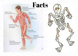 The upper limbs and the lower limbs. Facts About Human Bones Skeleton And Muscles Moma Baby Etc