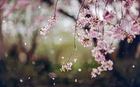 cherry flowers blossom spring petals