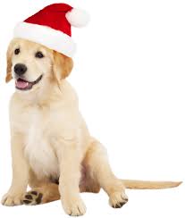 Cute Dog with Santa Hat PNG Clipart - Best WEB Clipart