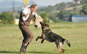police dog training sport trainers