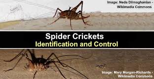 Spider Crickets Identification And