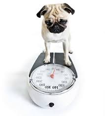 Designer Dog Breeds Weight Chart Backup 4