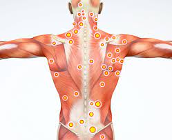spine muscles in pain myofascial pain