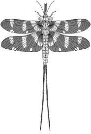 Palaeodictyoptera - Wikipedia