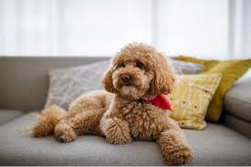 toy poodle breed profile traits