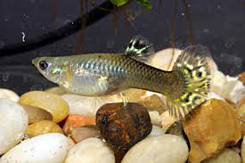 Back To The Basics Breeding Guppies Details Articles