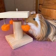 square guinea pig toy cavy feeder wheel