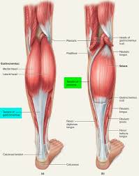 The tendon blends with the calcaneal tendon. Tendon Function Arm Hand Tendons Leg And Achilles Tendons