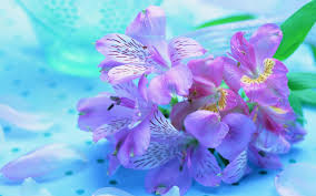 pretty flowers wallpaper 46 pictures