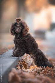 poodle toy dog standing