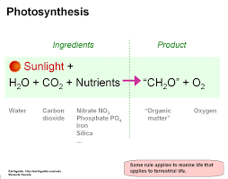Does Photosynthesis Involving Glut