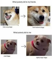 New Doggo Pupper Chart Memes Small Doggo Memes Funny Co