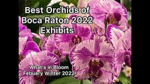best orchids at boca raton orchid show