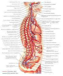Autonomic Nervous System General Topography Human Anatomy
