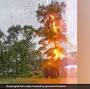 Viral Video Shows Massive Lightning Bolt Striking Tree During A